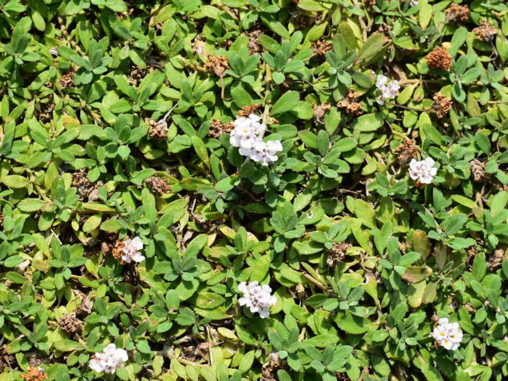 ヒメイワダレソウ