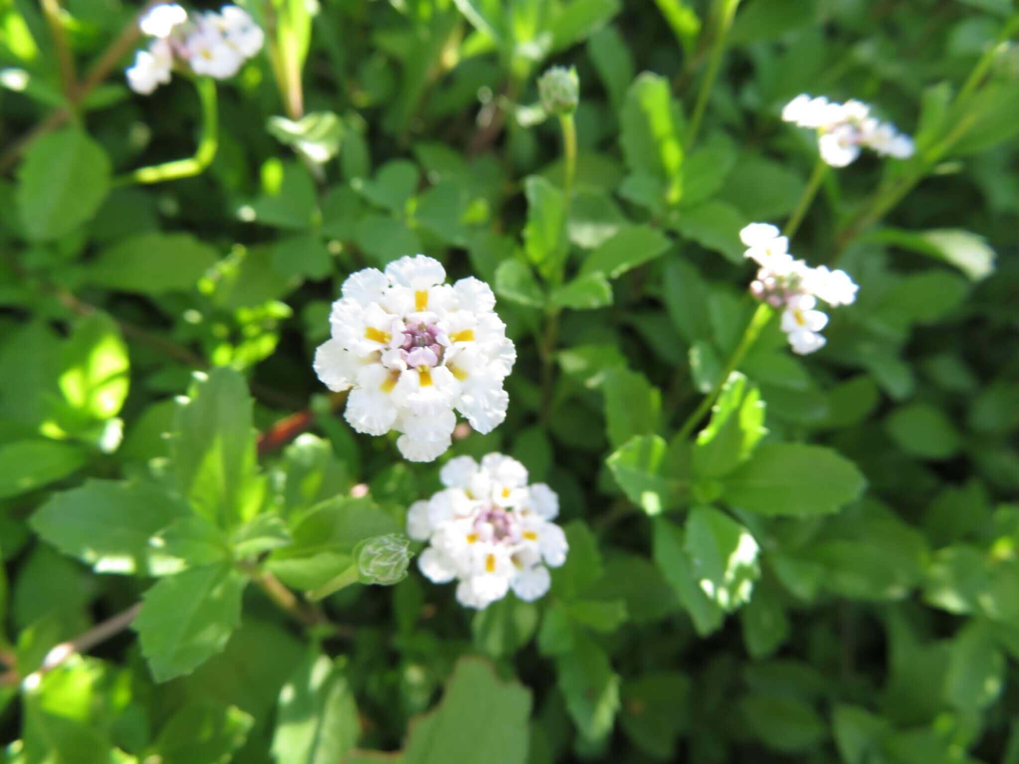 ヒメイワダレソウの花言葉 花の特徴や種類 見頃の時期は Greensnap グリーンスナップ