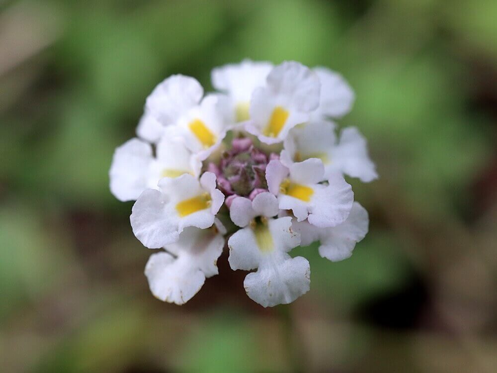 ヒメイワダレソウの花言葉 花の特徴や種類 見頃の時期は Greensnap グリーンスナップ
