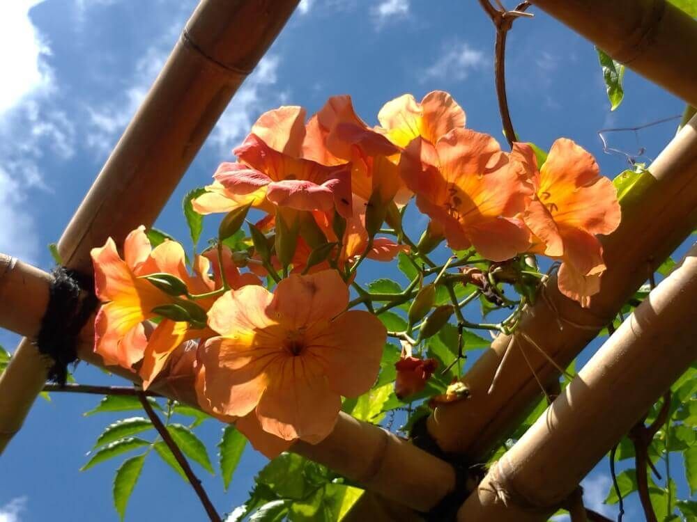 ノウゼンカズラ　オレンジ色の花　青空