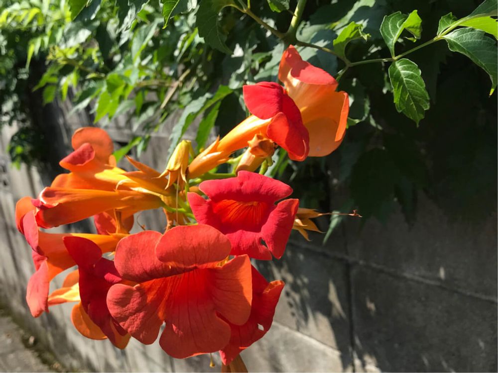 ノウゼンカズラ　赤い花　垣根