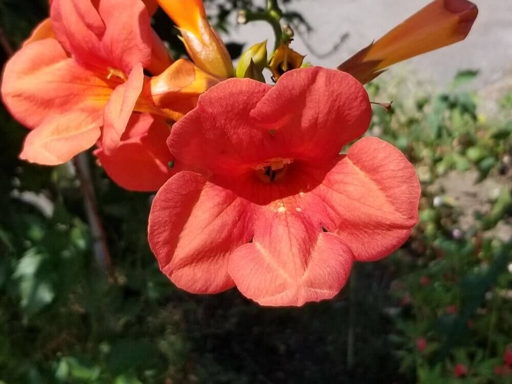 ノウゼンカズラ　朱色の花　日向