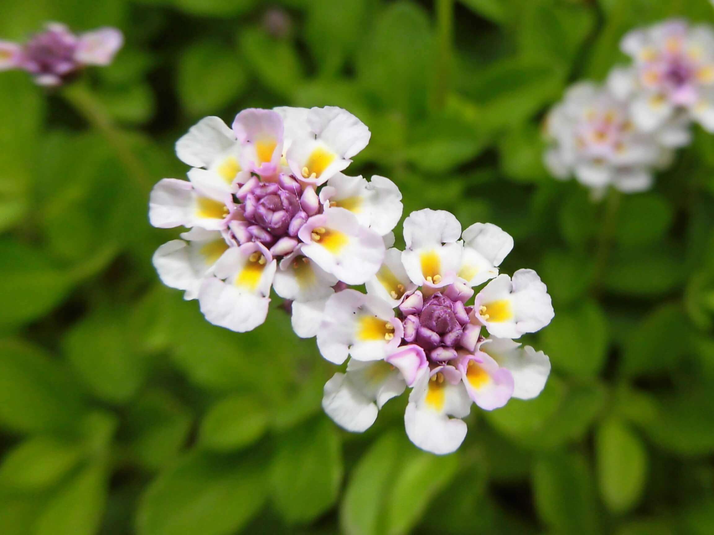 イワダレソウの花言葉 種類や意味 花の特徴は Greensnap グリーンスナップ