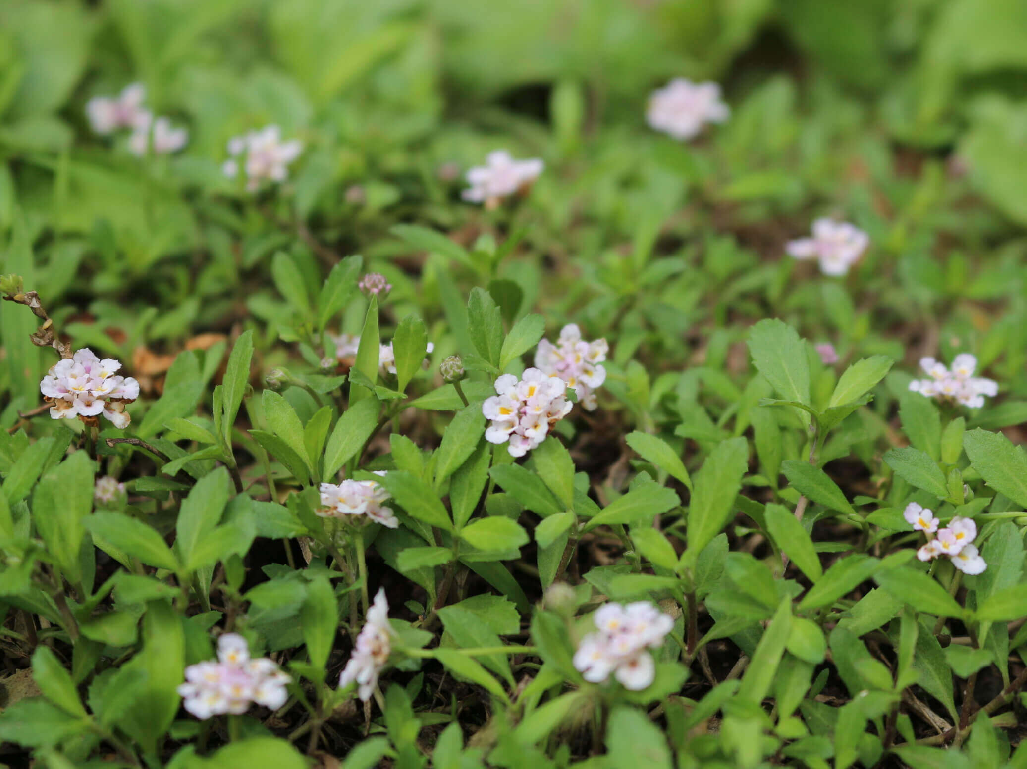 イワダレソウの花言葉 種類や意味 花の特徴は Greensnap グリーンスナップ