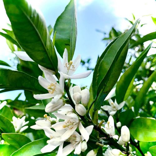 ミカンの花言葉 意味や花の特徴 代表的な種類は Greensnap グリーンスナップ ミカンの花言葉 意味や花の特徴 代表的な種類は Greensnap グリーンスナップ