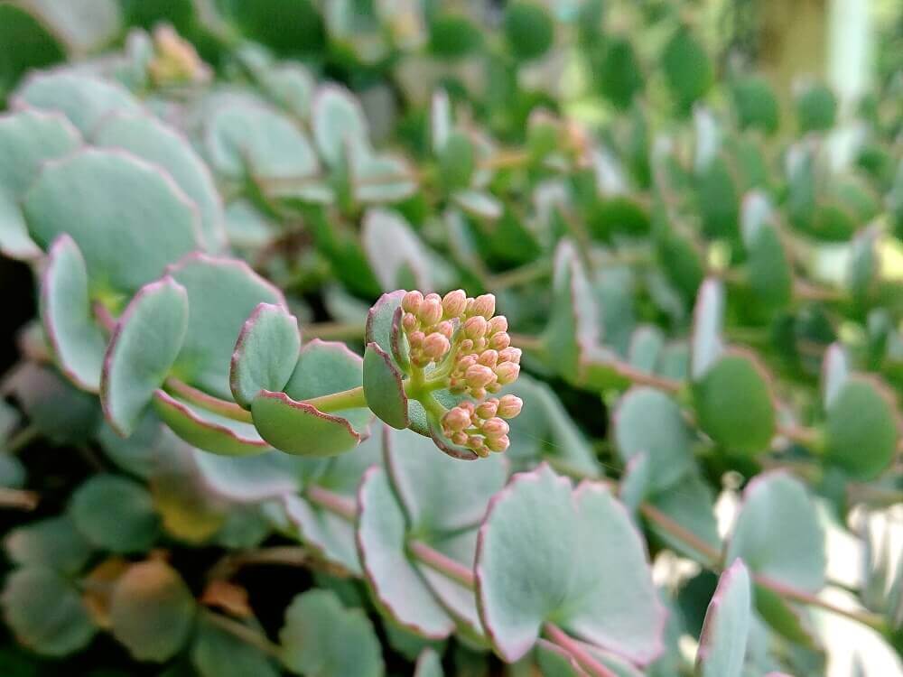 ミセバヤの花言葉 花の特徴や種類 寄せ植えにおすすめ Greensnap グリーンスナップ