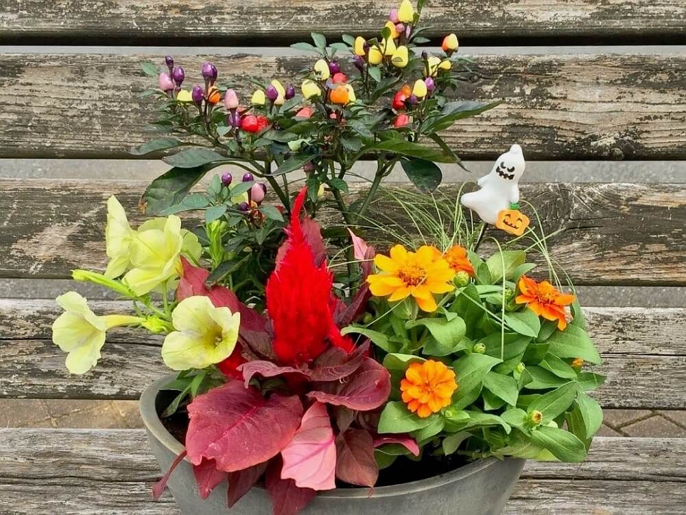 ハロウィン　寄せ植え　アレンジ