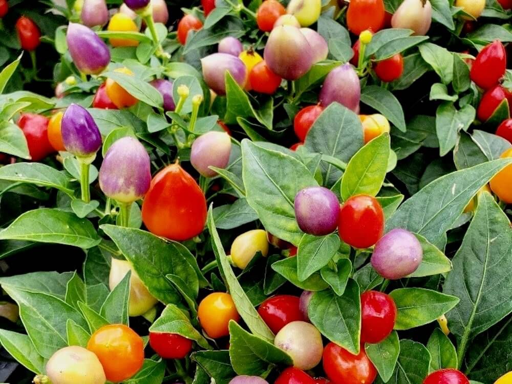 観賞用トウガラシ　五色トウガラシ