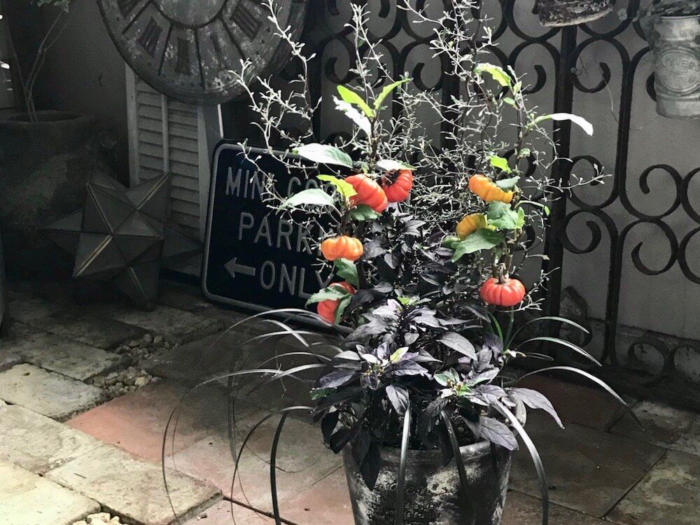 ハロウィン　寄せ植え　アレンジ