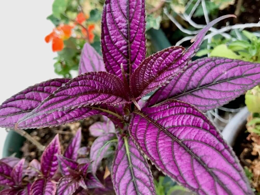 スロトロラビンサス　カラーリーフ