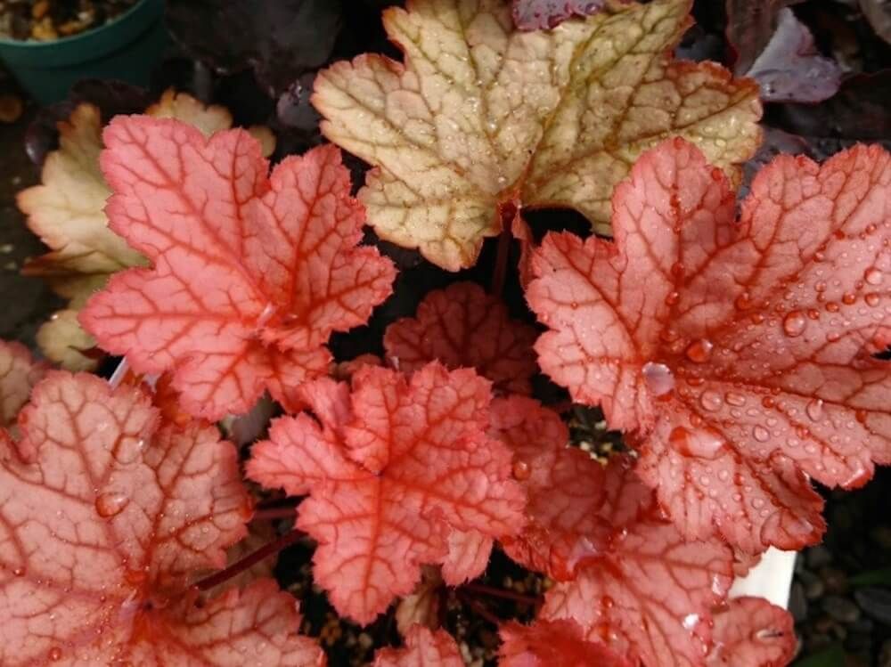 ヒューケラ　カラーリーフ