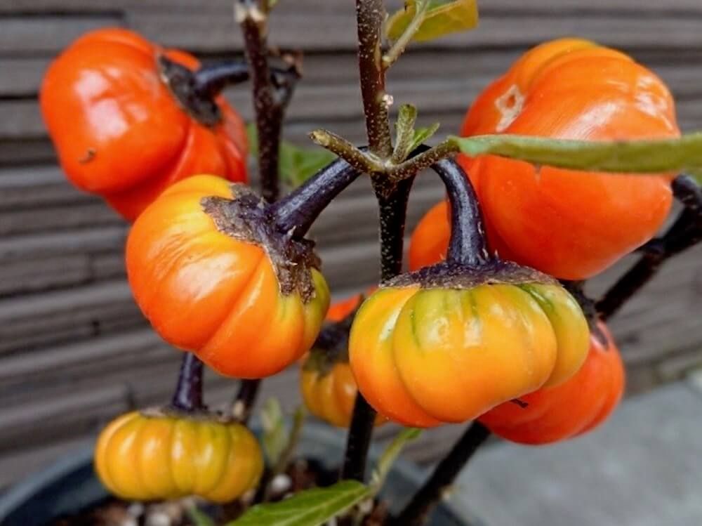 ソラナム　パンプキン　ハロウィン