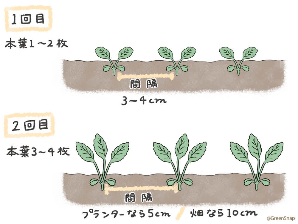 ラディッシュ 二十日大根 間引き