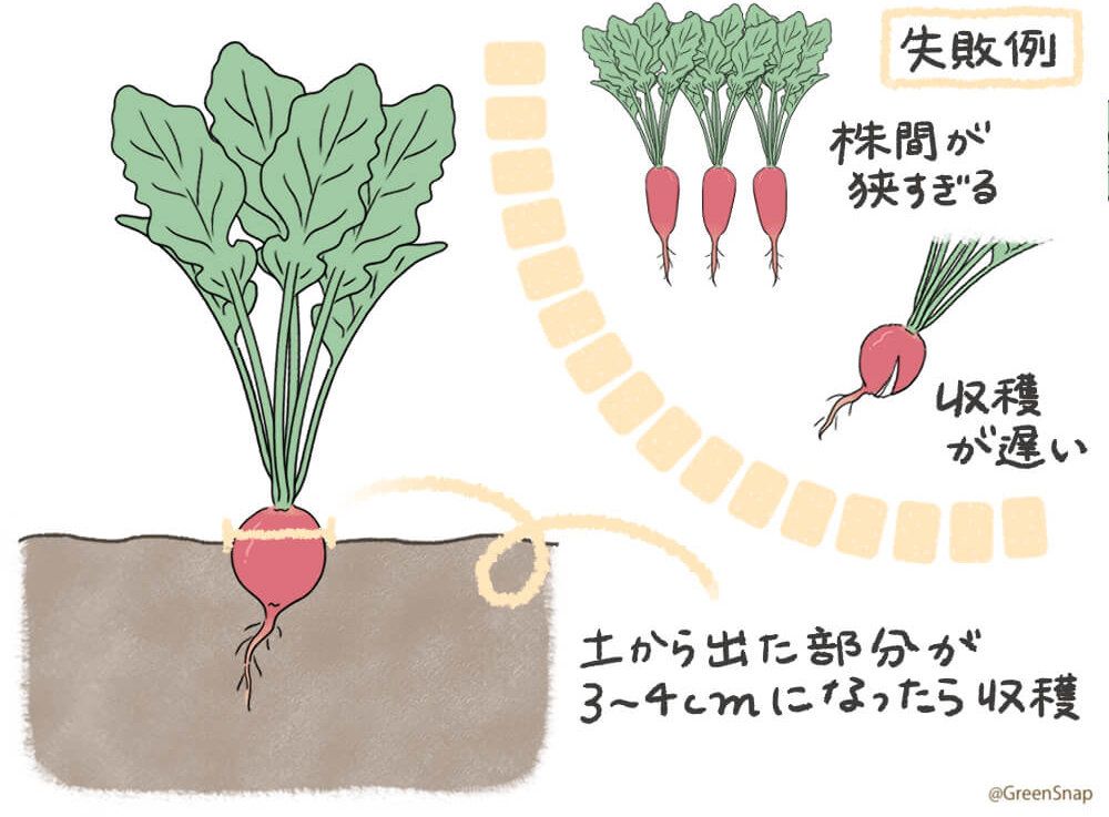 ラディッシュ 二十日大根 収穫 イラスト