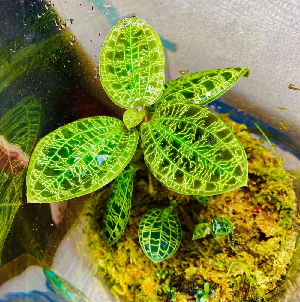 ジュエルオーキッドの花言葉とその意味は?名前の由来や種類も紹介|🍀GreenSnap(グリーンスナップ)