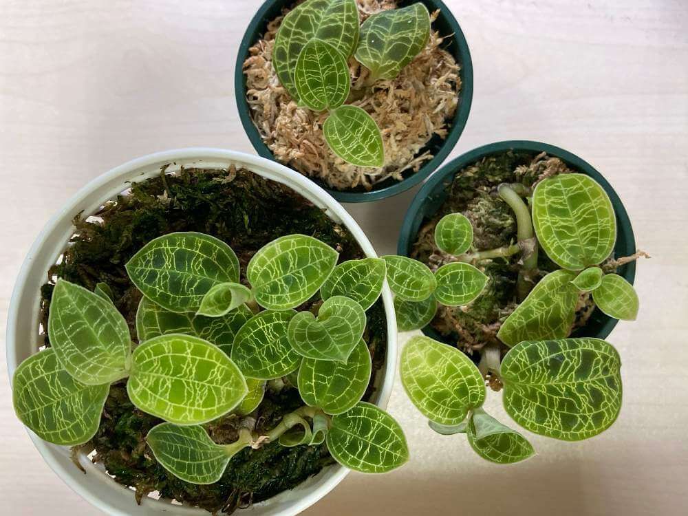 ジュエルオーキッド