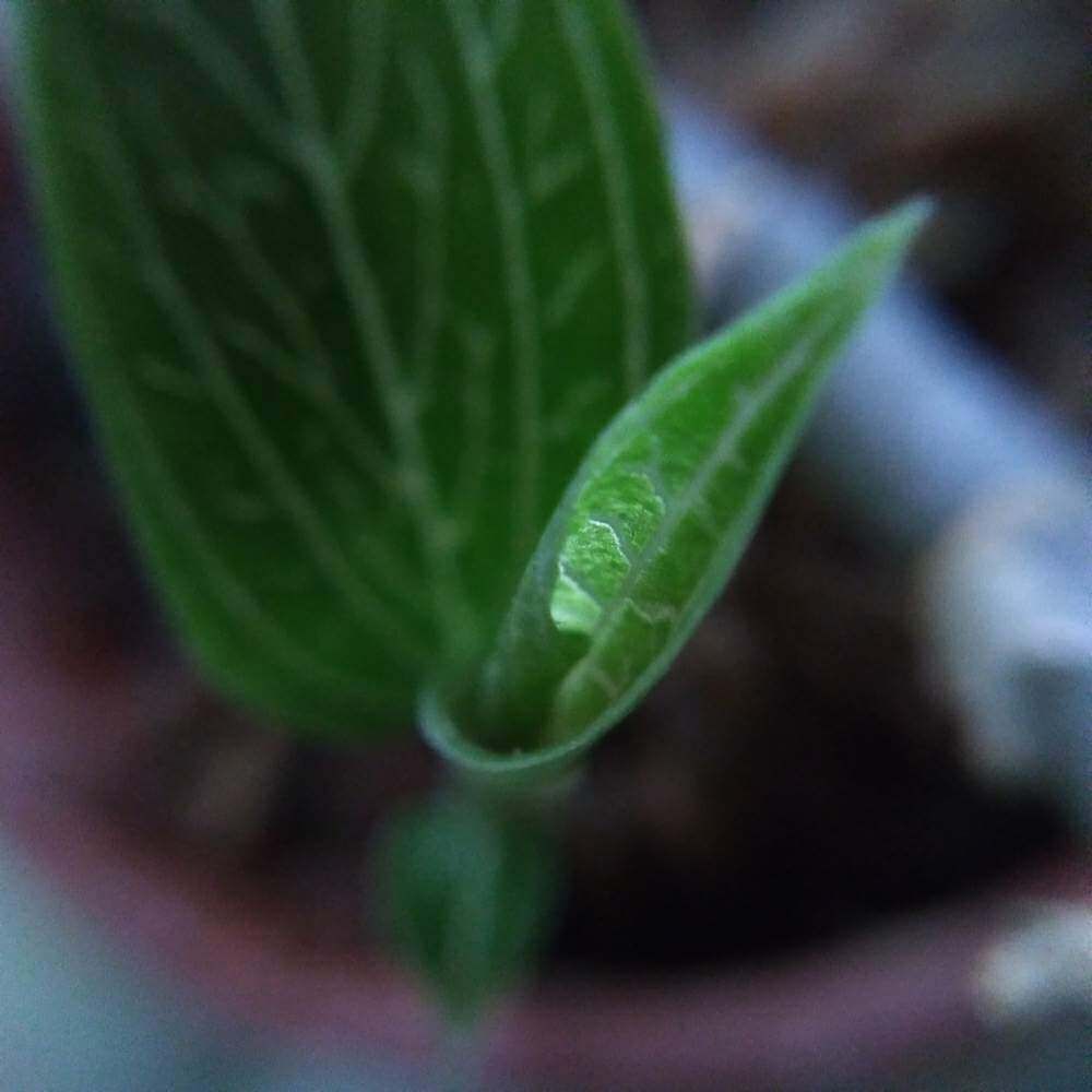 ジュエルオーキッド