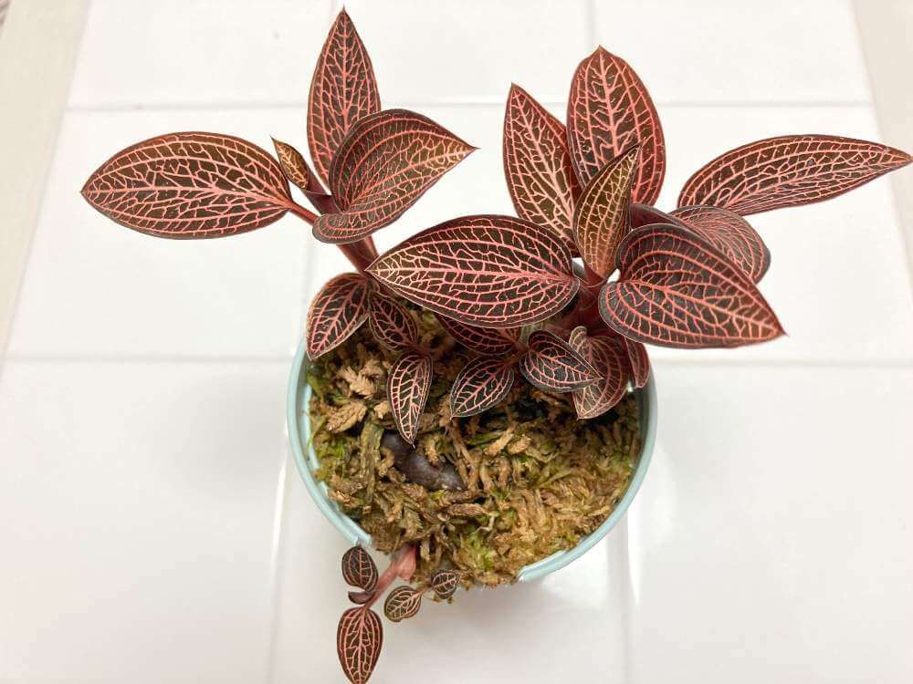 ジュエルオーキッド