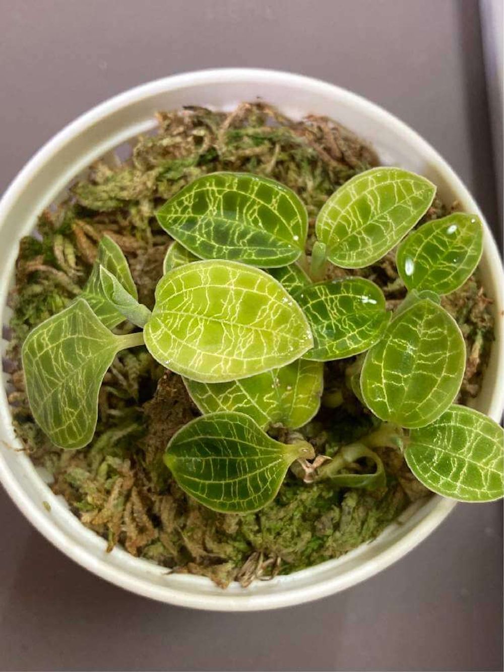 ジュエルオーキッド