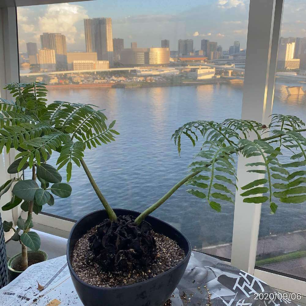 リュウビンタイ