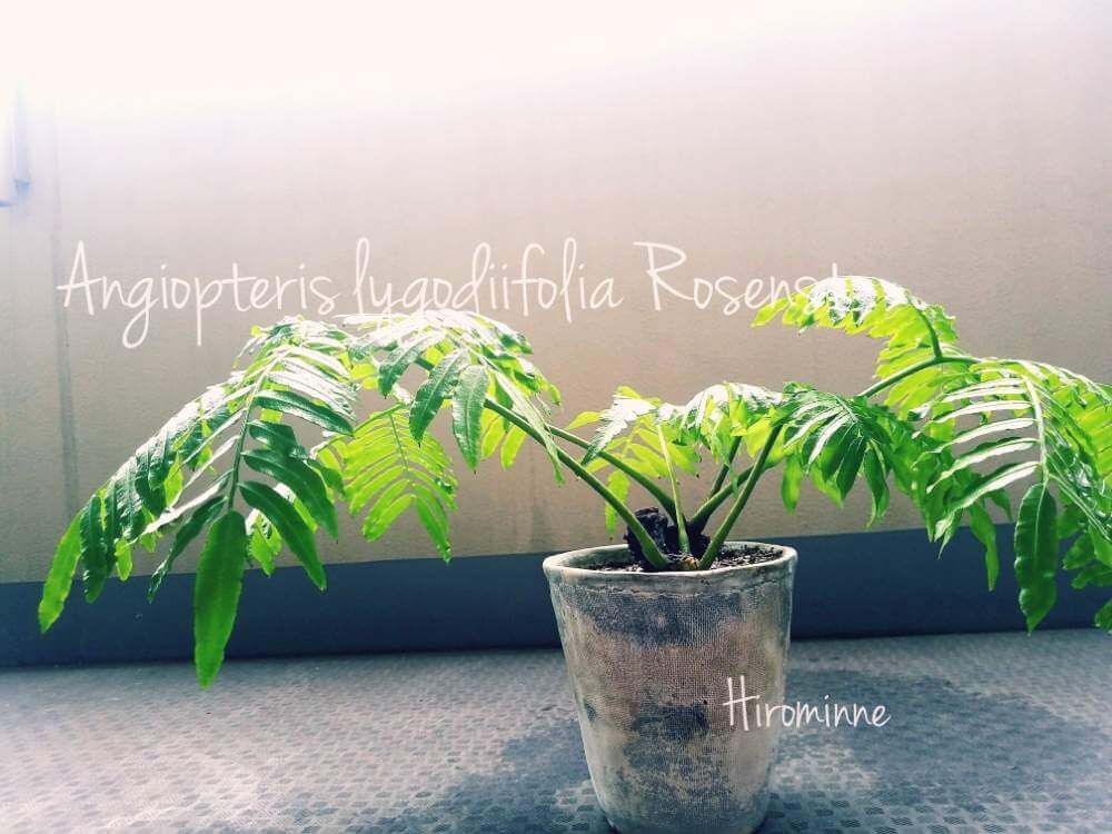 リュウビンタイ