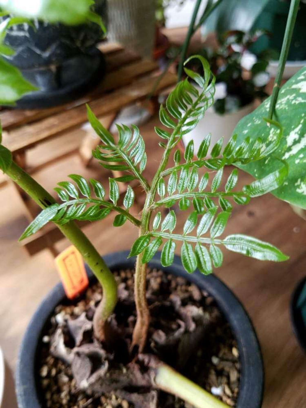 リュウビンタイ