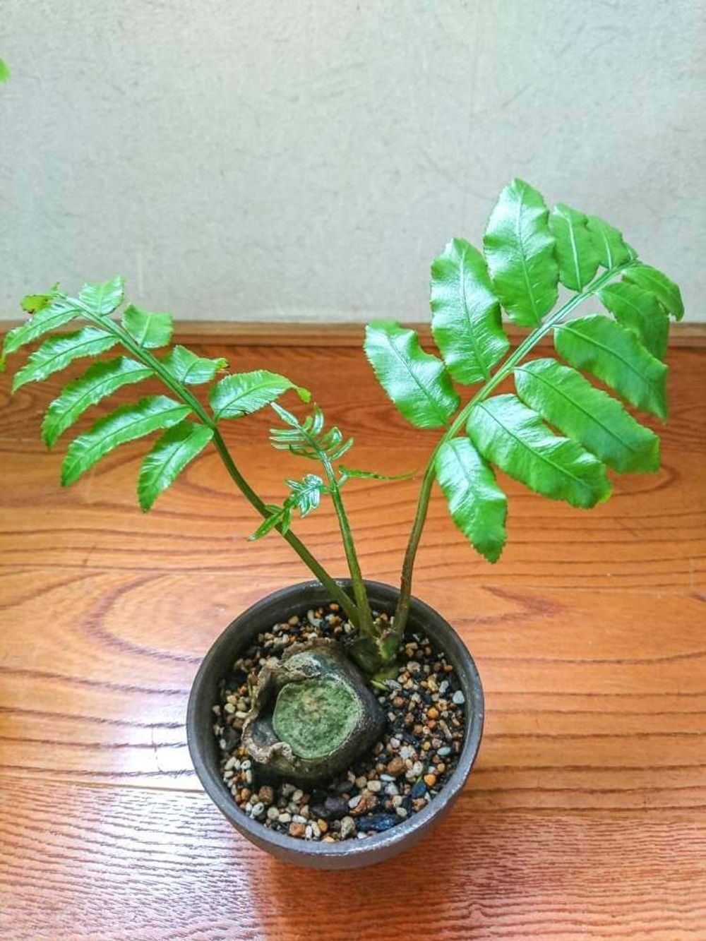 リュウビンタイ