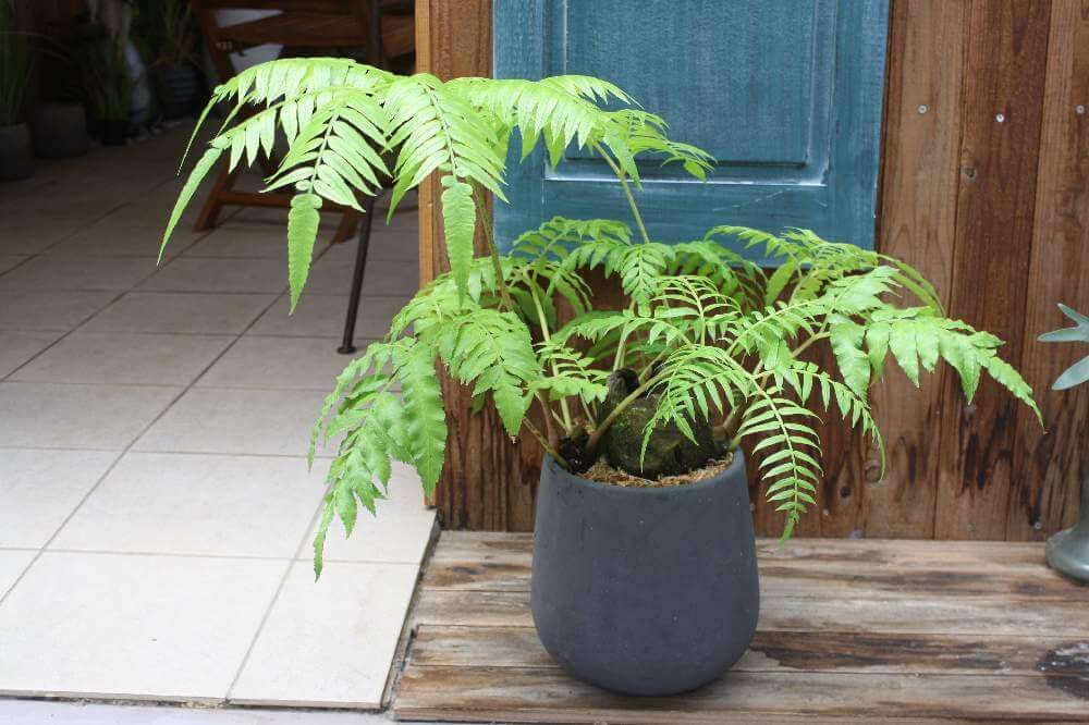 リュウビンタイ