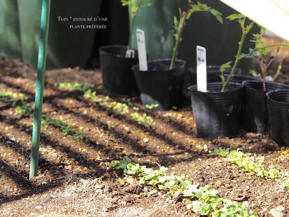 家庭菜園　野菜　収穫　畑　地植え　庭