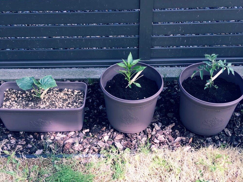 家庭菜園　野菜　収穫　プランター