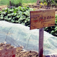 家庭菜園の土作り｜畑の作り方は？プランターの用土配合は？の画像