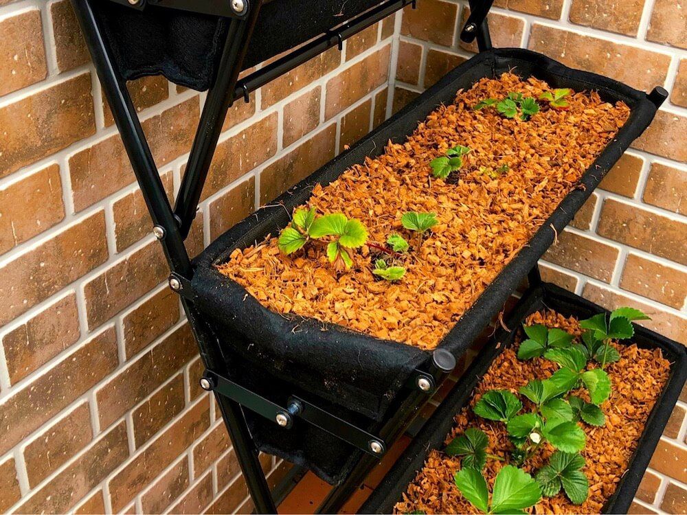 家庭菜園　野菜　収穫　いちご　プランター