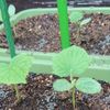 シソ 大葉 の育て方 種まきの時期は プランター栽培の方法は Greensnap グリーンスナップ シソ 大葉 の育て方 種まきの時期は プランター栽培の方法は Greensnap グリーンスナップ