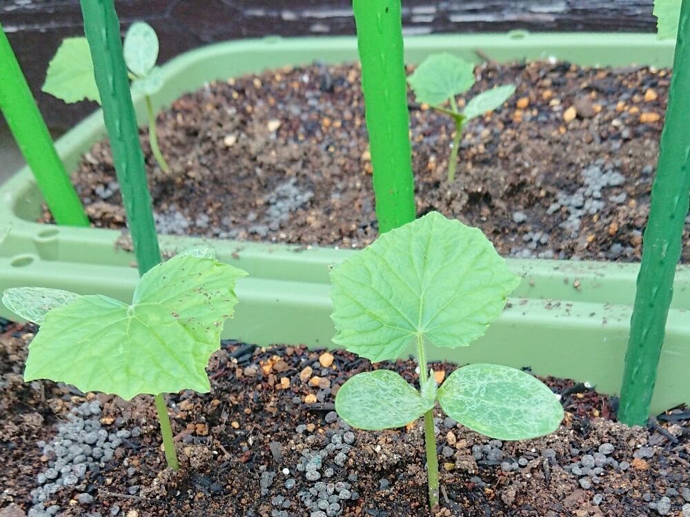 家庭菜園　野菜　収穫　シソ　大葉　プランター