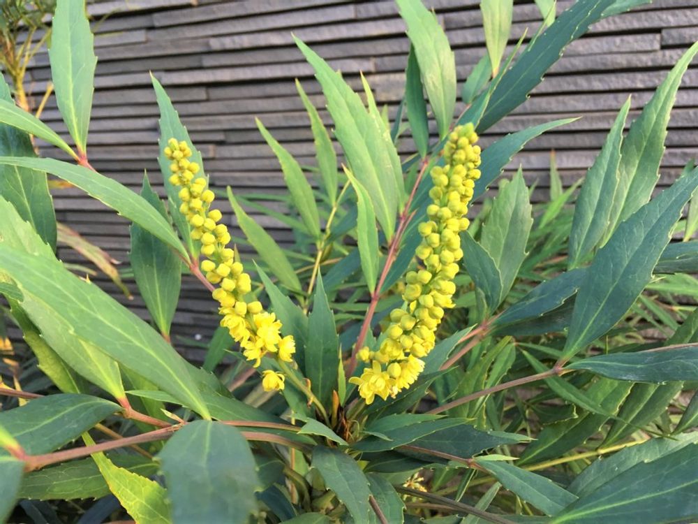 ナリヒラヒイラギナンテン