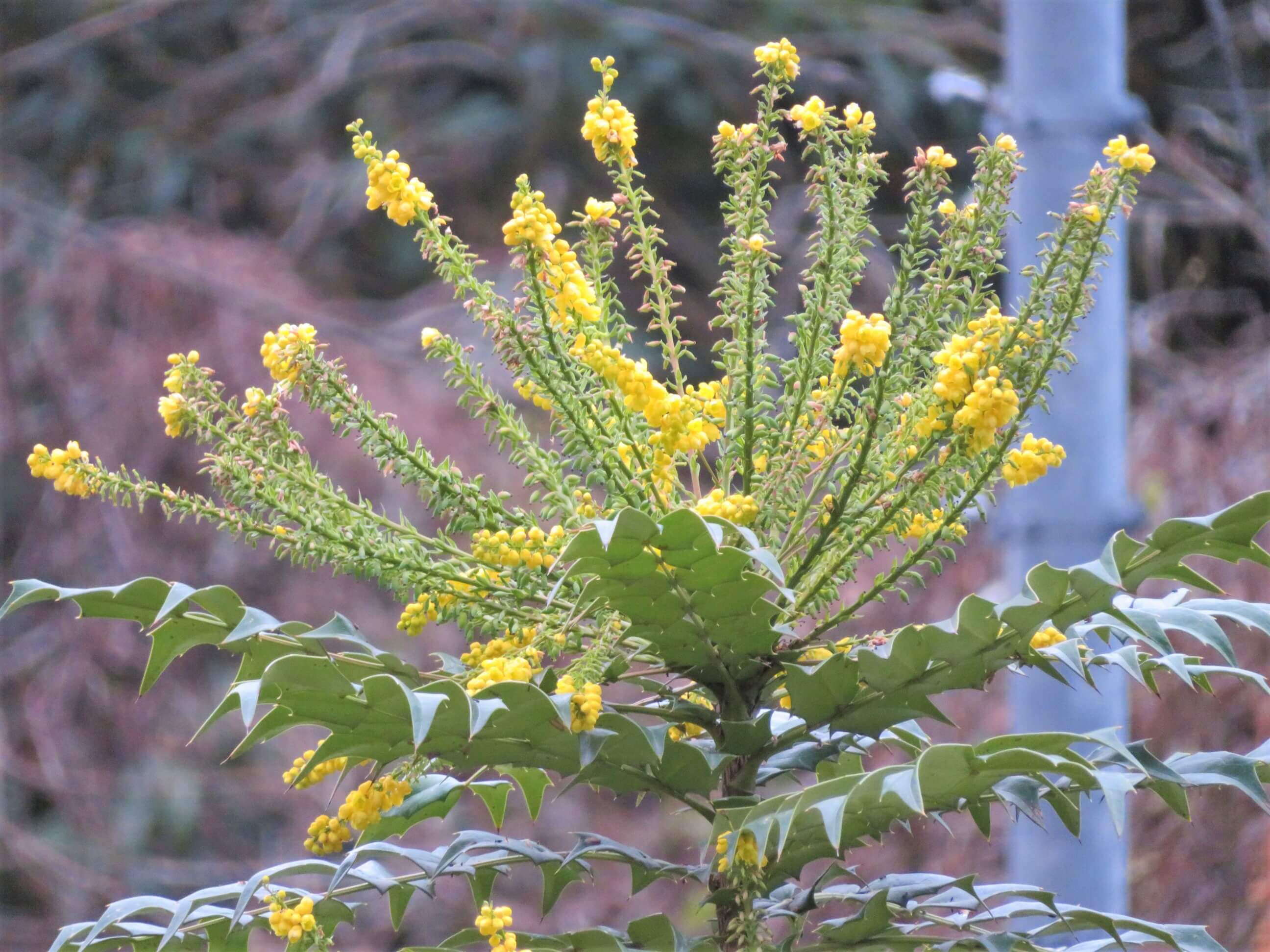 ヒイラギナンテン 柊南天 の花言葉 種類や品種 花の特徴は Greensnap グリーンスナップ