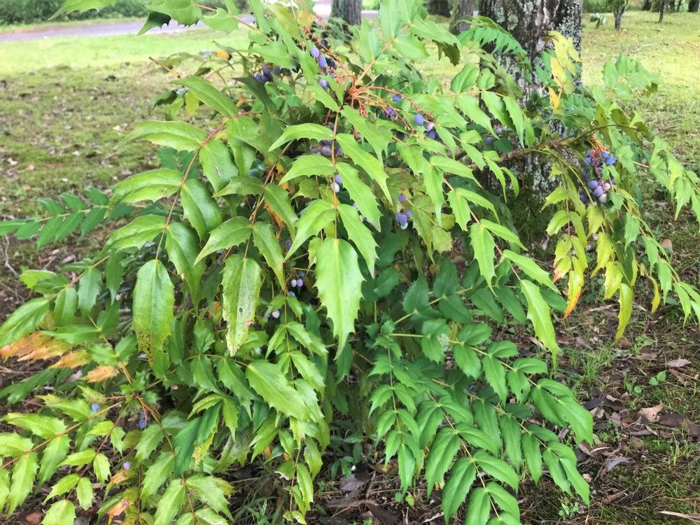 ヒイラギナンテン