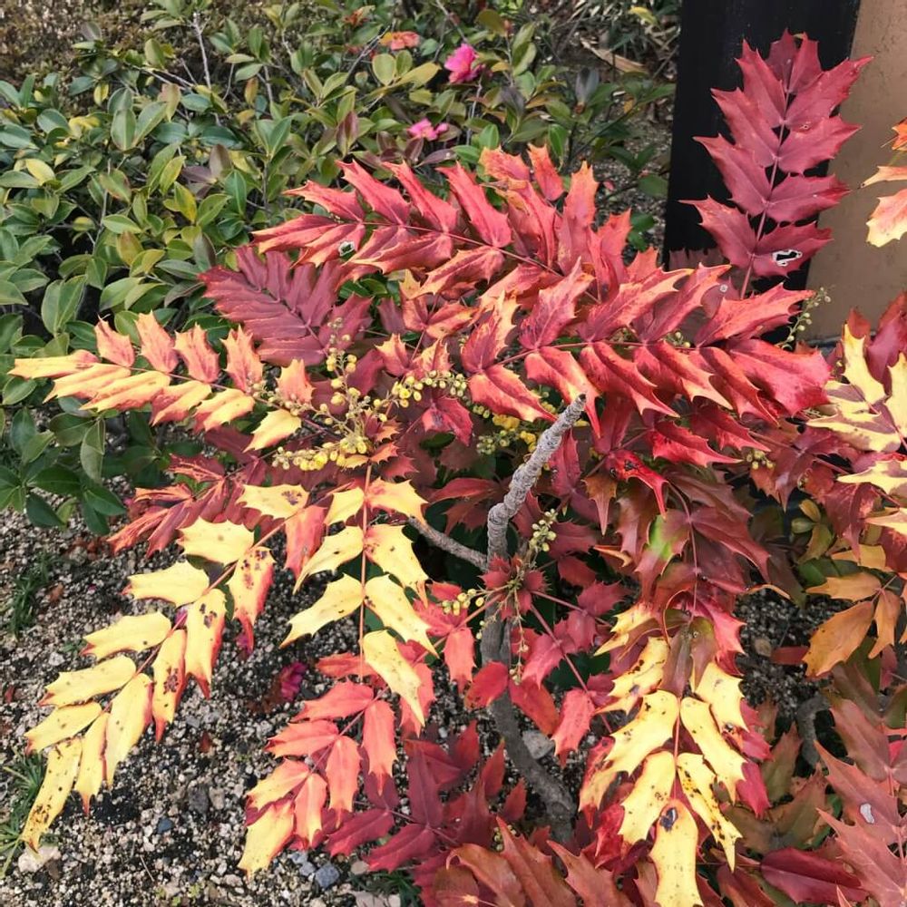 ヒイラギナンテン