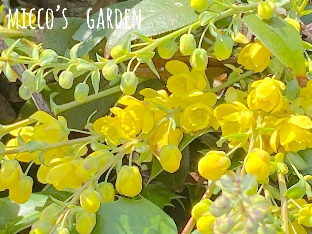 ヒイラギナンテン