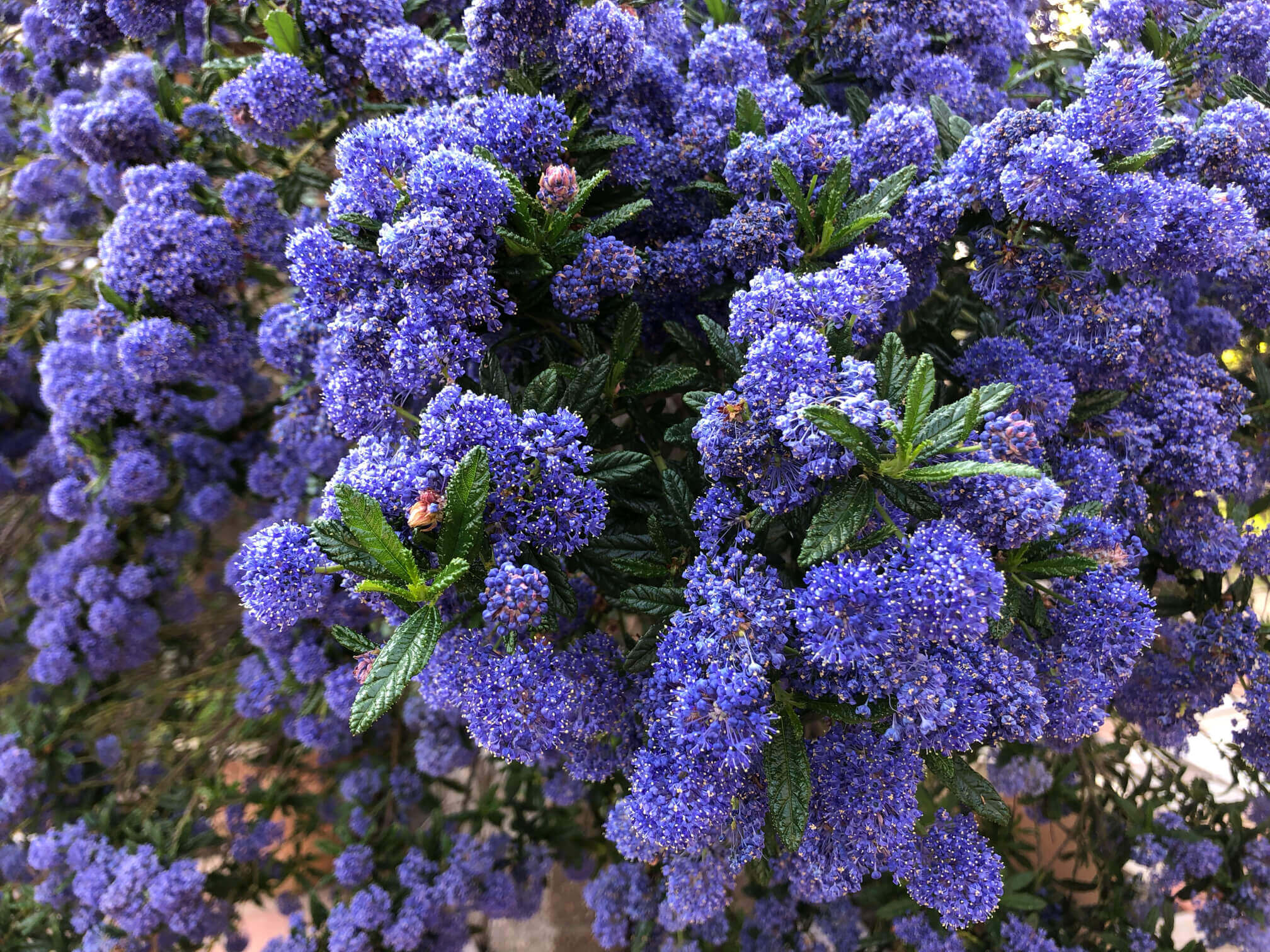 セアノサスの花言葉 意味や種類 花の香りは Greensnap グリーンスナップ
