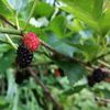桑(マルベリー)の花言葉｜意味や由来は？花の特徴や種類は？の画像