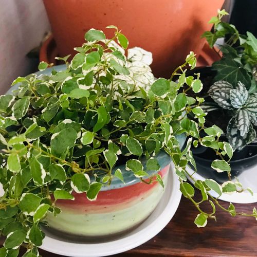 フィカス プミラの花言葉 意味や花の特徴 楽しみ方は Greensnap グリーンスナップ