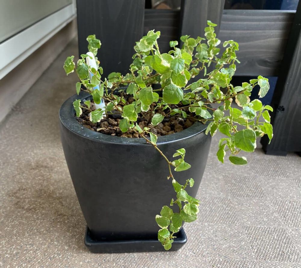 フィカス・プミラ