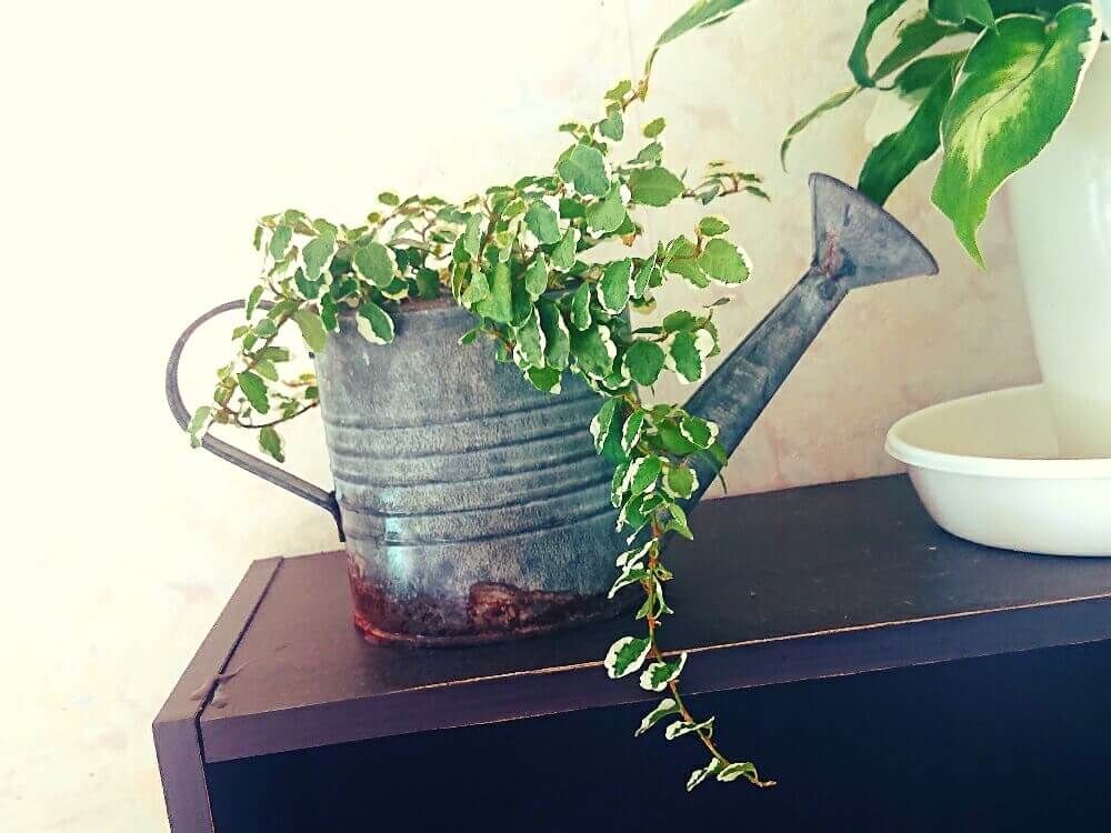 フィカス・プミラ