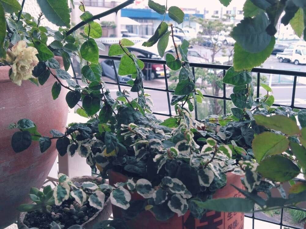 フィカス・プミラ