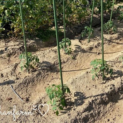 畝の作り方 幅や高さはどのくらい 簡単にできる畝立てのやり方とは Greensnap グリーンスナップ