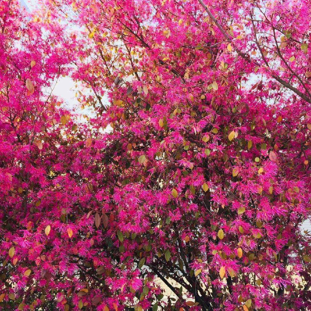 トキワマンサク