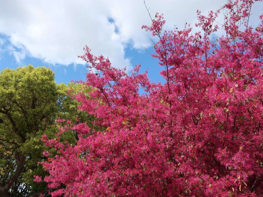 トキワマンサク