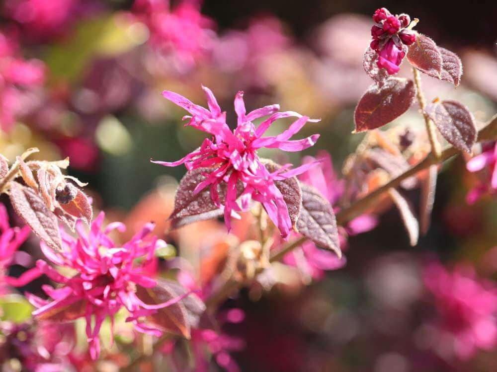 トキワマンサク