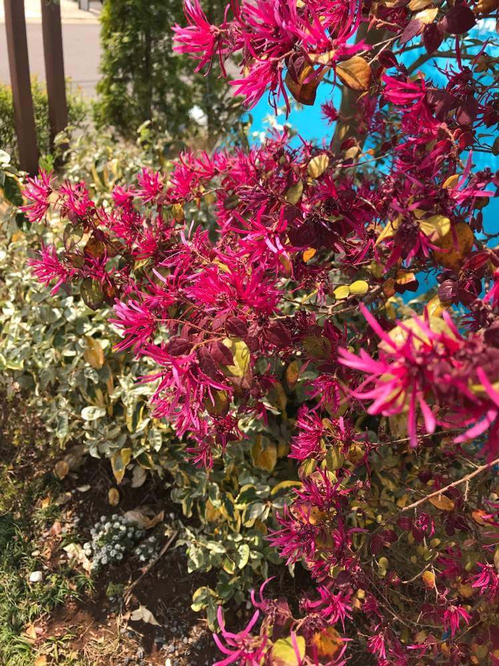 トキワマンサク